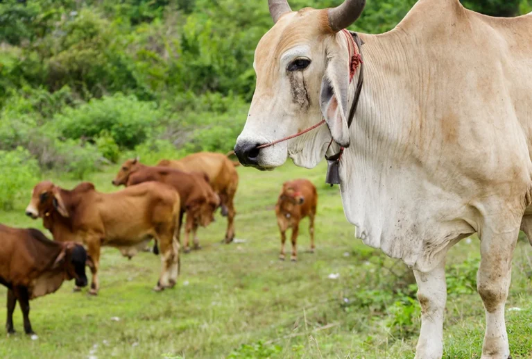 Wendell Berry said it best when he said that “eating is an agricultural act.” Our mission is to change the food system by providing a healthy, fresh alternative to industrial food.